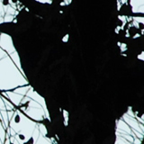 木のシルエット